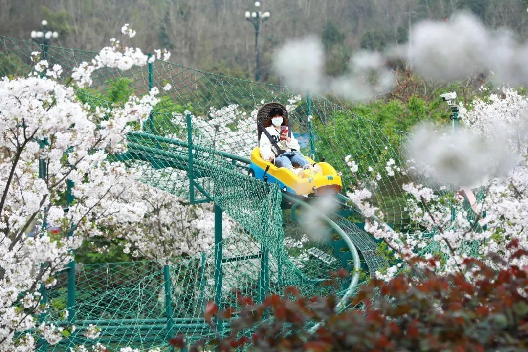 漫花庄园亿朵白樱花绚烂绽放啦，这些樱花的起源你真的知道吗？