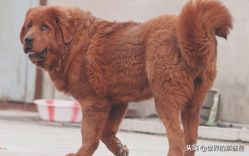 藏獒攻击力到底多强,藏獒真的斗不过野狼吗