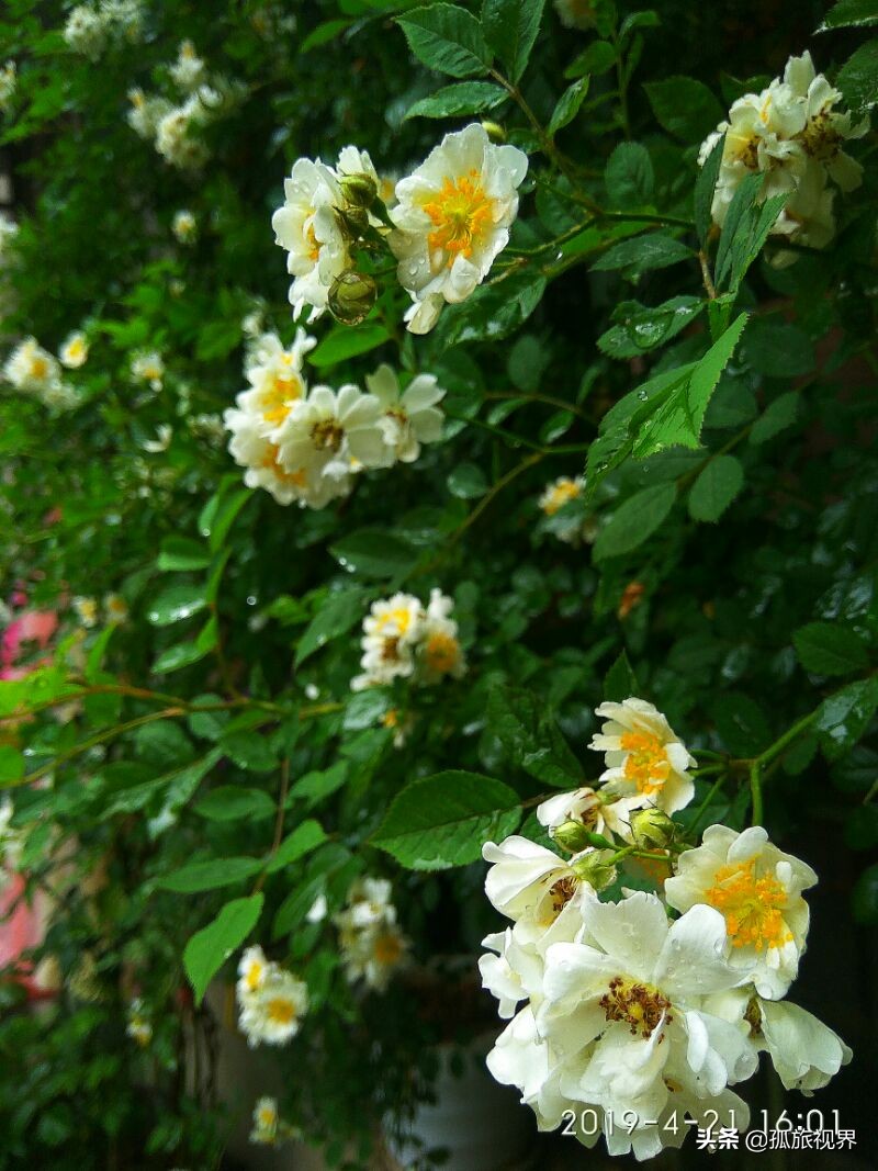 封城日记*一餐饭