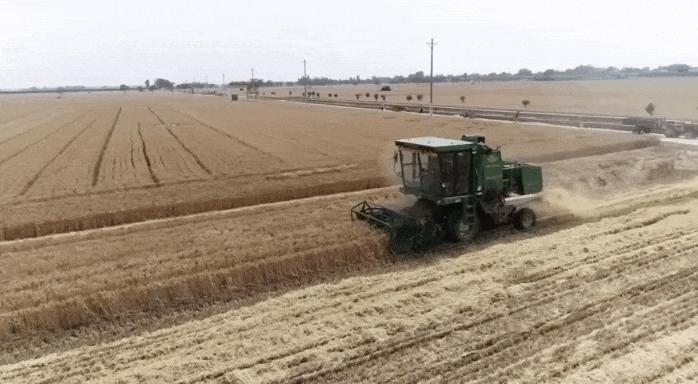 想不到！一粒小麦竟这样改变了中国