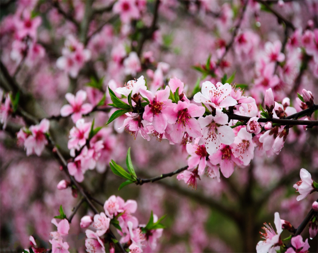 桃花养护方法有哪些,桃花的养殖养护方法