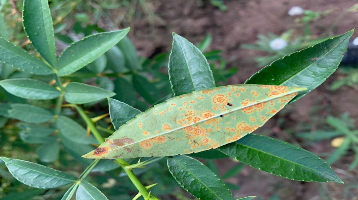 「技术」9-10月青花椒田间管理：连续降雨，警惕病虫害滋生