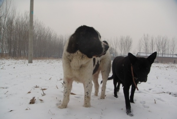 霸气侧漏的护卫犬罗威纳犬,高加索卡斯罗罗威纳哪个颜值高