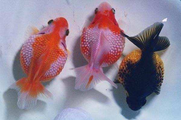 金鱼常见的种类大全,常见的十种金鱼类型有哪些
