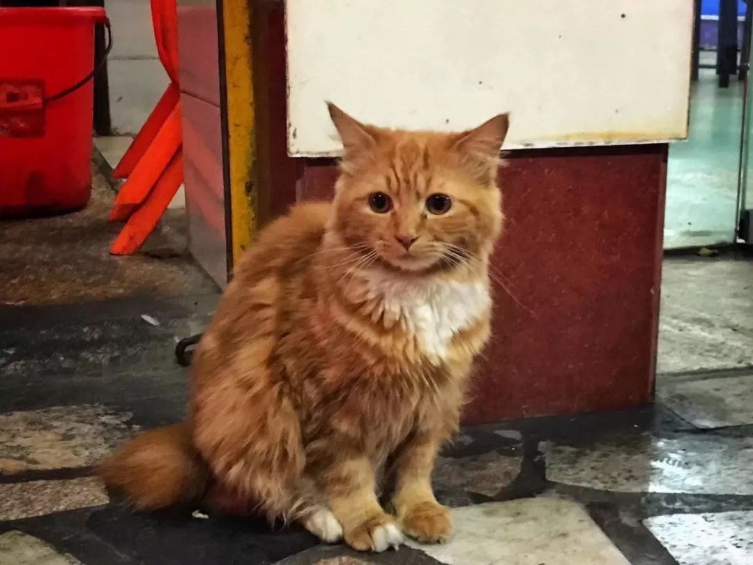 汕头5天旅行怎么吃,汕头两天一夜美食游攻略