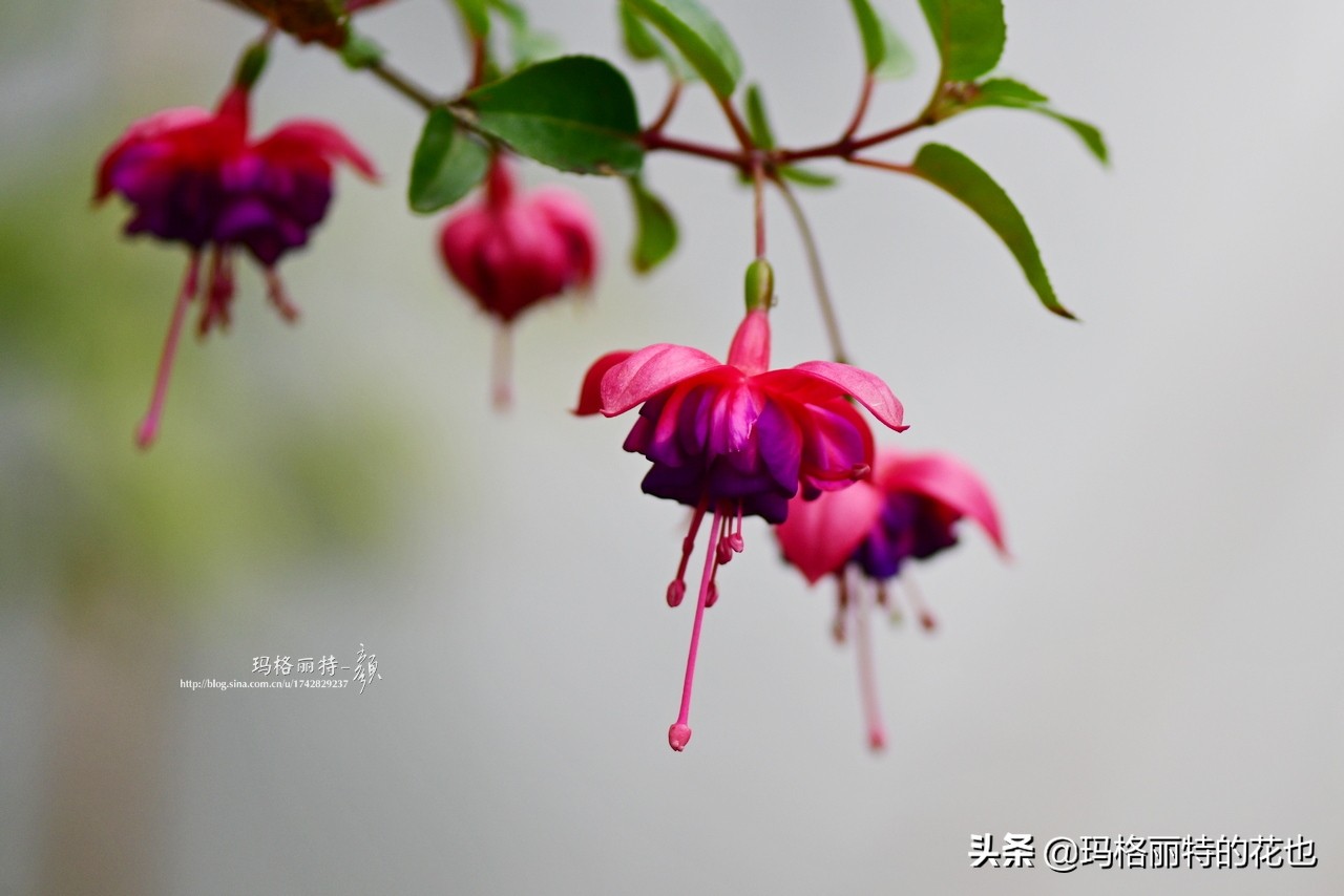 园丁金挂有排期吗,吊钟海棠怎么养护