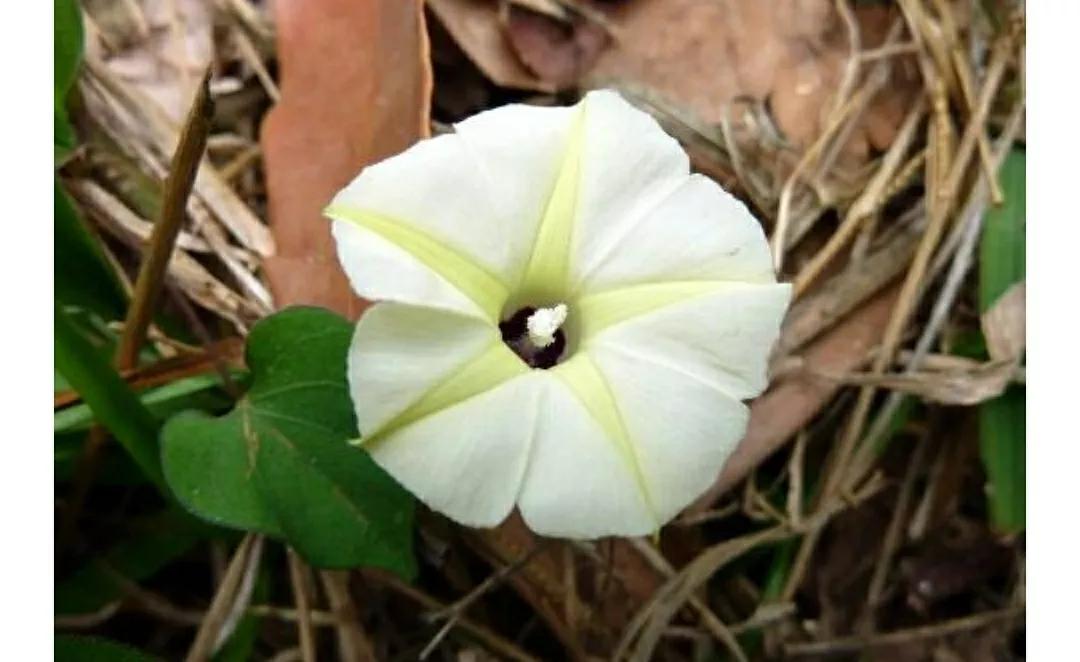 奇葩造型花：头上长草，心中有鬼，白月光。白天不开你非要晚上开