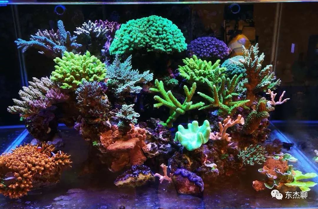 海缸np必须双零吗,海缸翻缸需要重新爆藻吗