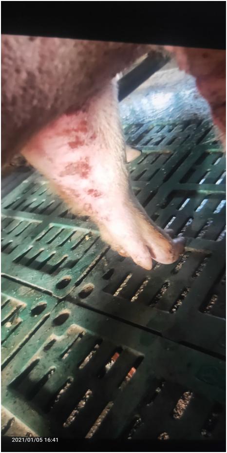 母猪胀气吐血死亡的原因,母猪产仔后猪胀肚急救