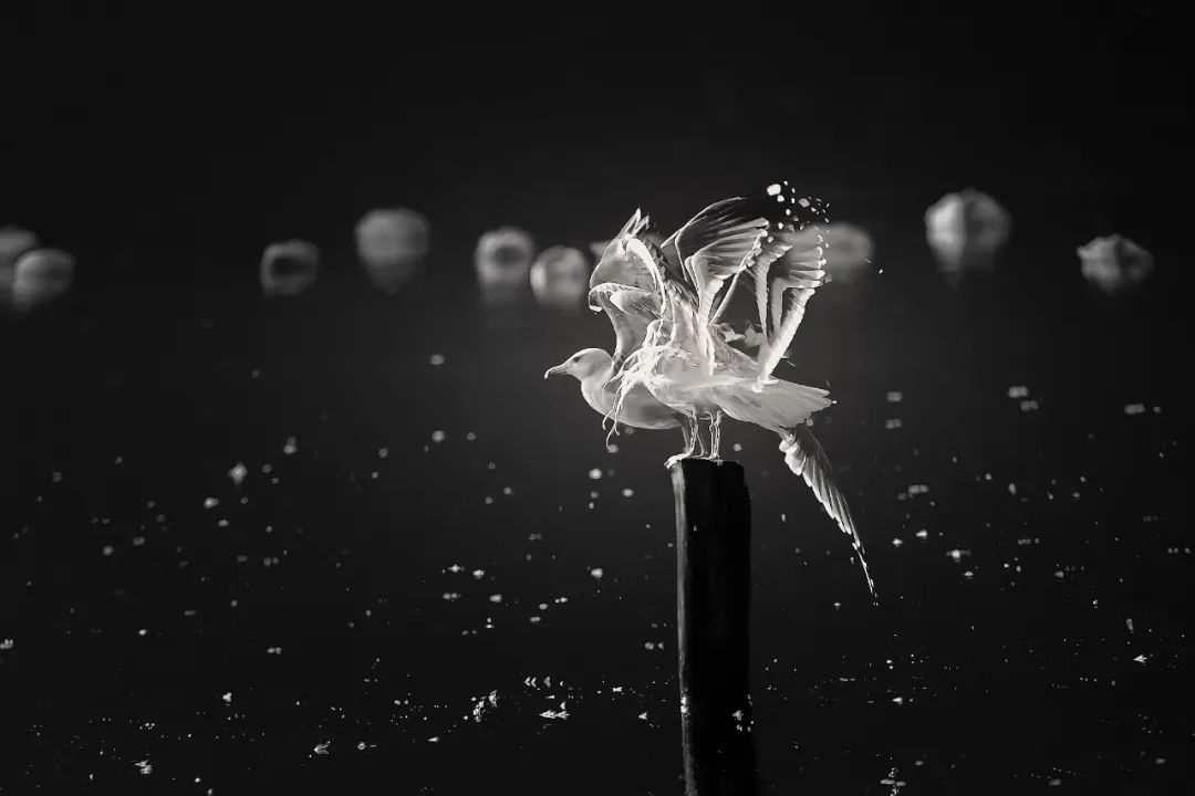 香港第14届全国摄影艺术展,第29届全国摄影艺术展览获奖名单