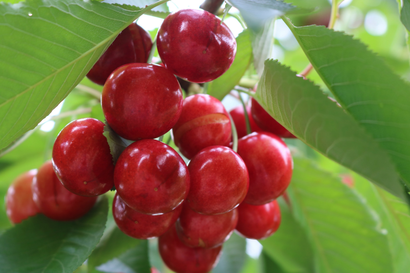 樱桃水果科普,樱桃为什么不建议吃