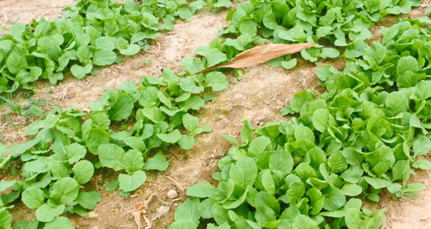 园林蜗牛虫害怎么消灭,菜园蜗牛怎么治最好