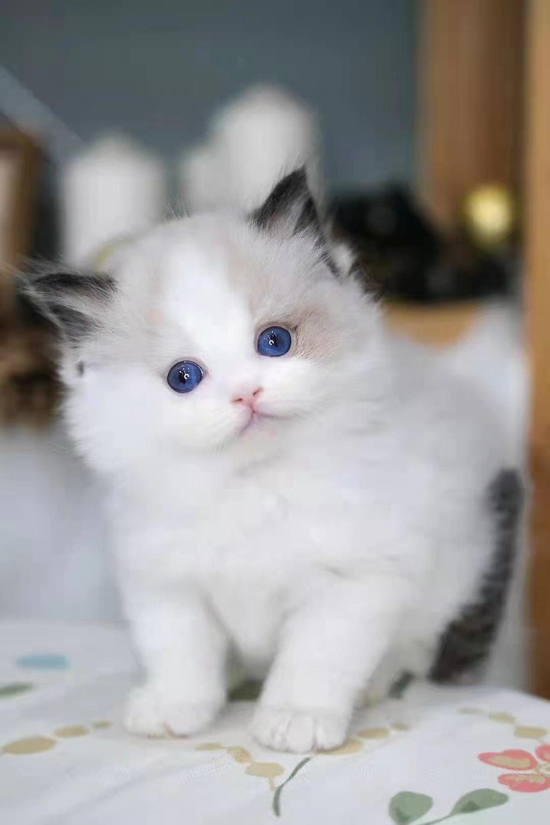 幼猫粮口碑最好的十大猫粮测评,猫粮幼猫粮推荐