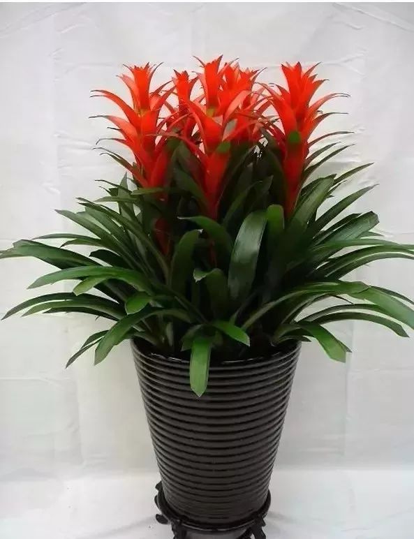 适合放在门口的寓意好的植物,植物寓意好的名字