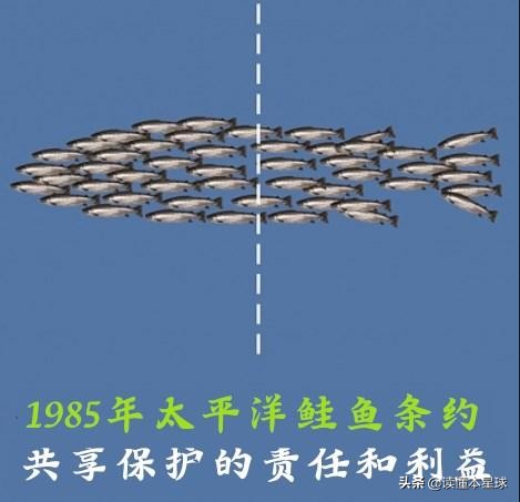 被人类吃到濒临灭绝的生物,被人类吃灭绝的凶猛的鱼