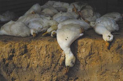 家禽禽流感的主要症状及防控措施,家禽禽流感治疗的土方法