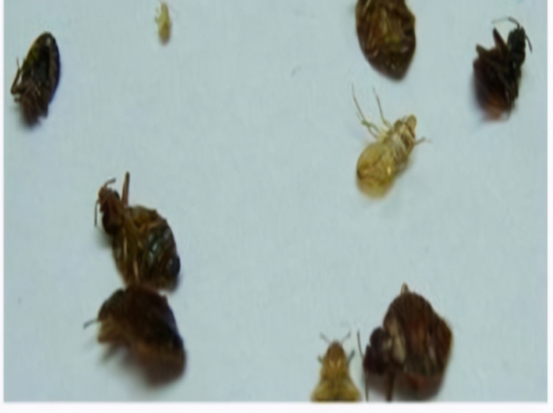 阴虱是什么？洁身自好的人为什么会得阴虱？一般有2个传播途径