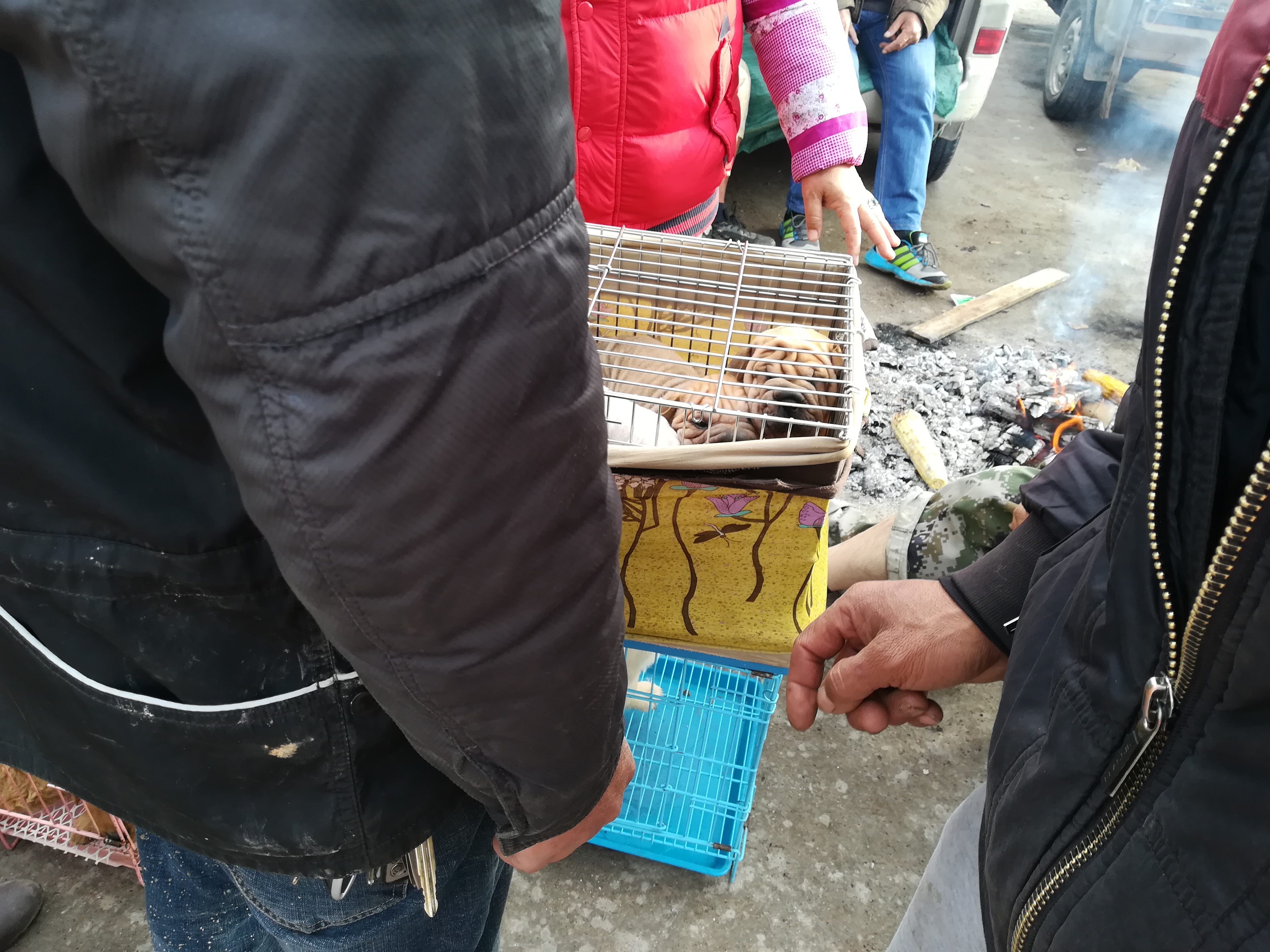 南宁沙皮狗多少钱一只,小型沙皮狗多少钱买一条