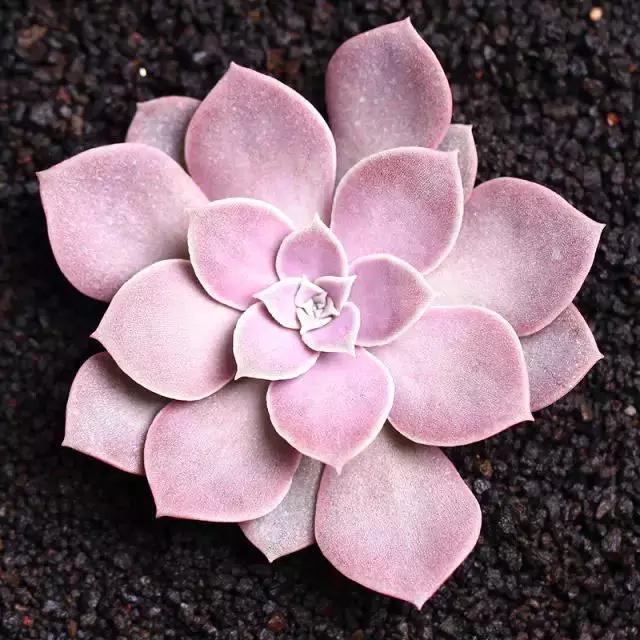 推荐轻松玩转100种常见多肉植物,700种多肉植物图鉴pdf百度云