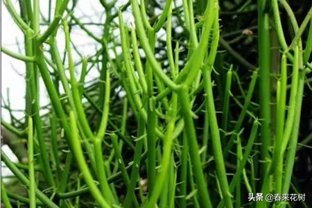 光棍树养殖方法,招财光棍树怎么样扦插