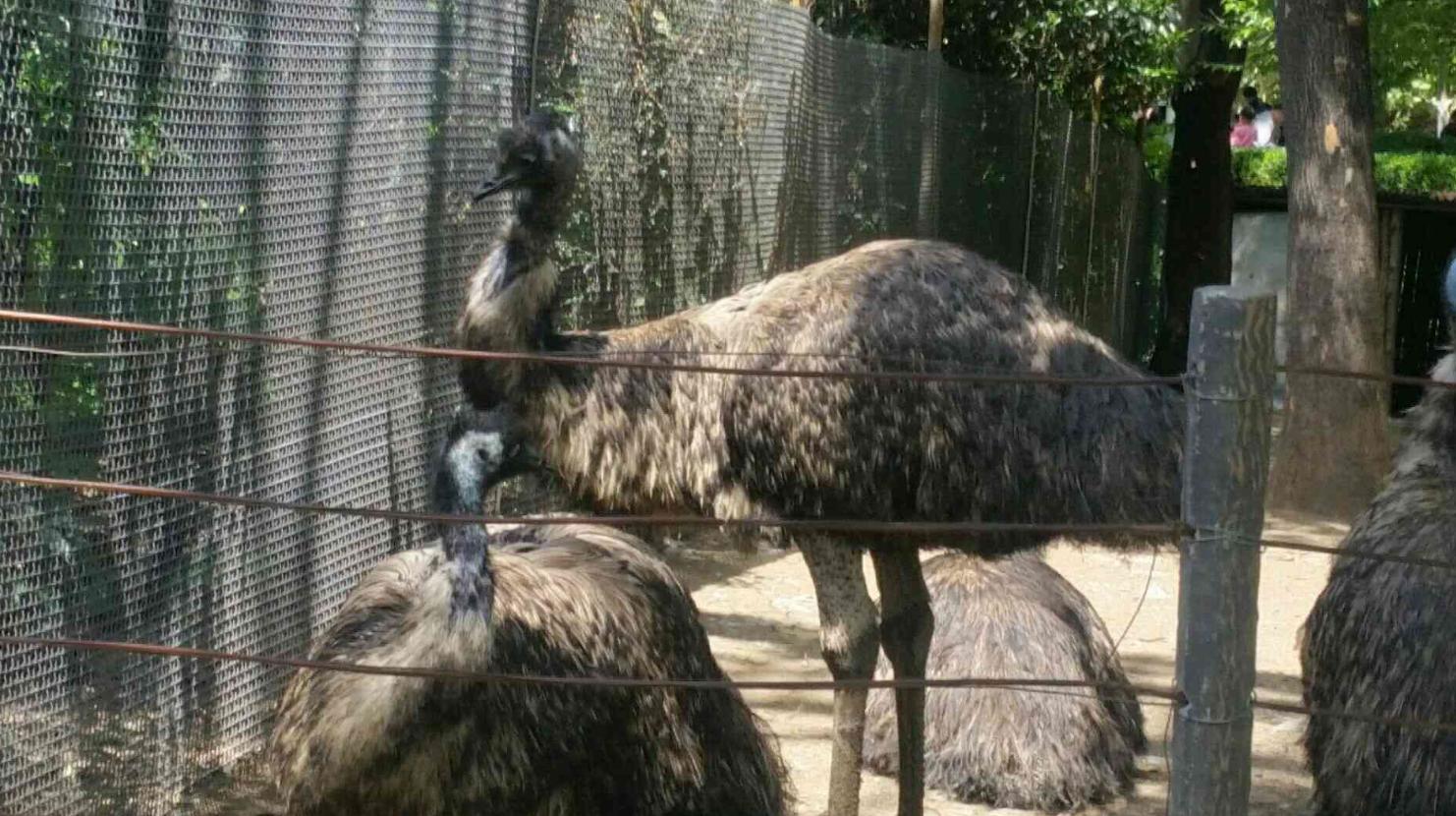 登封野生动物园最新进展,2020郑州市动物园开园了吗