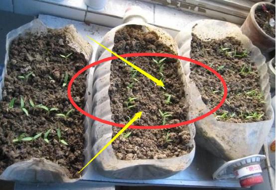 油桶种菜种植技术图解,空油桶种菜怎样种得多