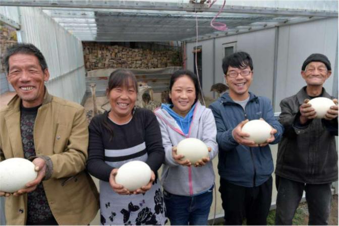 90后夫妻养殖致富,00后创业养殖鸵鸟
