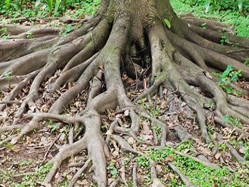 苗木枯死存在问题整改,购进苗木出现问题