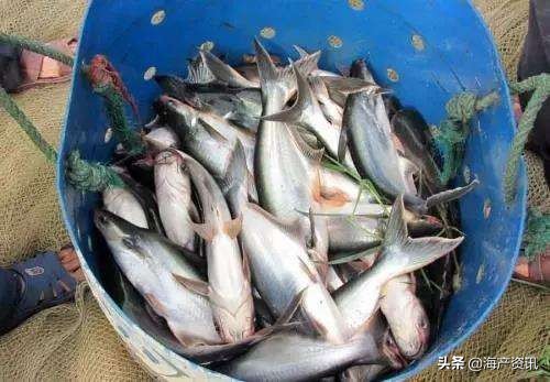 海鲜价格受疫情影响,疫情全球蔓延何时结束预测