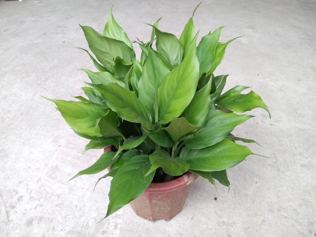 万年青栽培及养护注意事项,万年青如何栽培养护