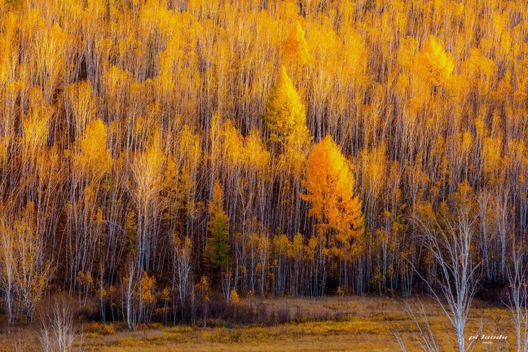 秋天最值得去的四个地方,秋天全部的风景