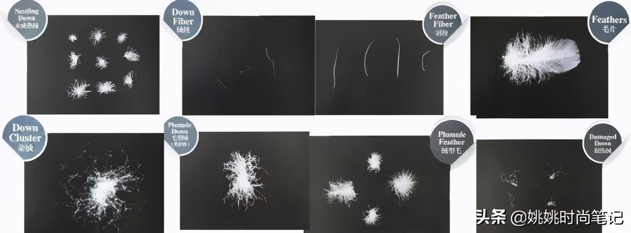 鹅绒的专业知识,羽绒知识的专业讲解