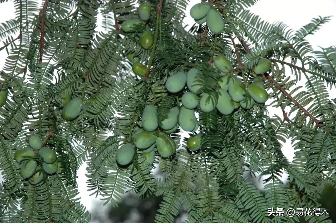 香榧、榧树的区别辨识与市场现状