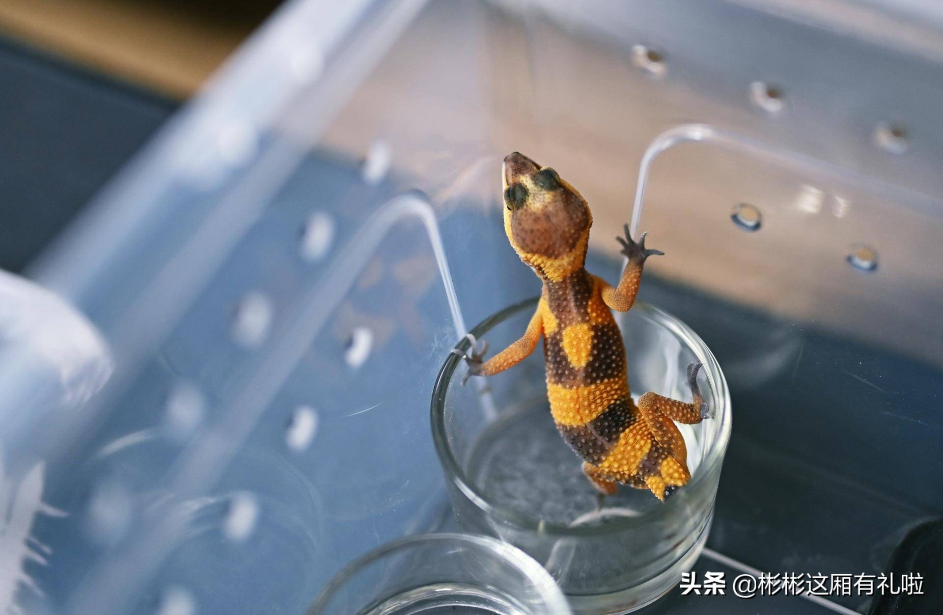 守宫新手养一只还是两只,守宫小白怎么养