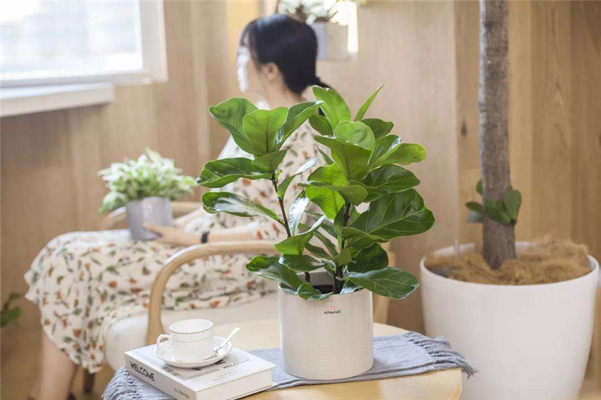 天然加湿器适合种什么绿植,空气加湿器种什么植物好