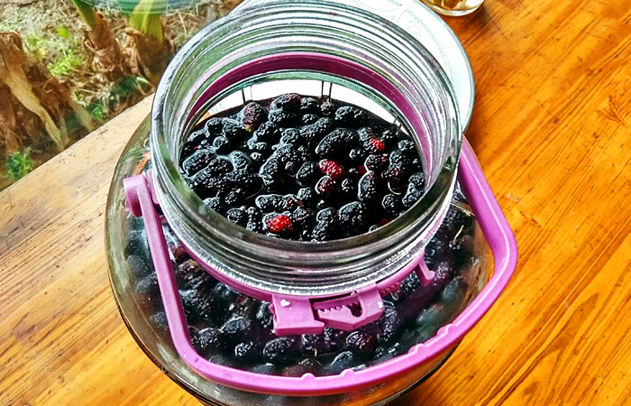 桑葚泡酒的正确方法与功效,桑葚泡酒的方法