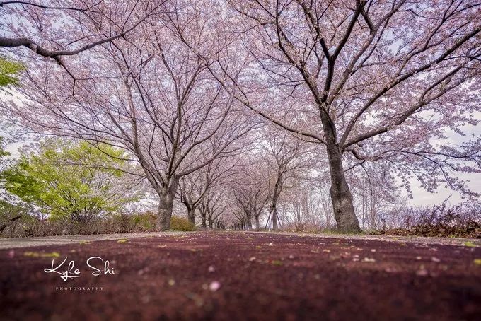 樱花季去日本价格高吗,樱花季去日本旅行