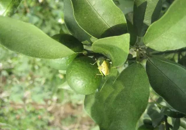 果树大量生虫子怎么办,防止果树生虫子小妙招