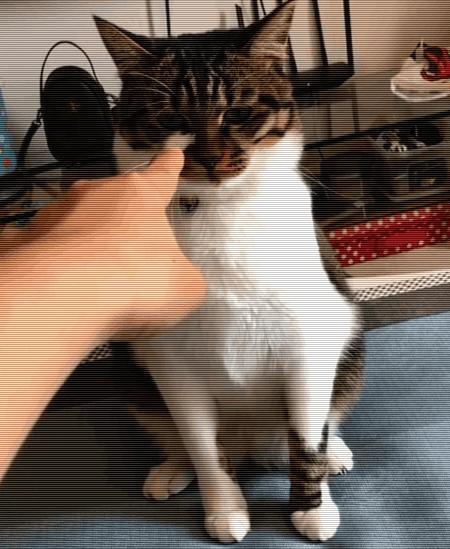 猫咪对付懒猫最好的方法,猫咪犯错告诫自己不生气