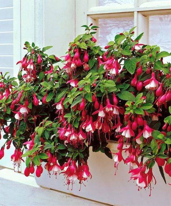 倒挂金钩灯笼花怎么养,倒挂金珠怎么养