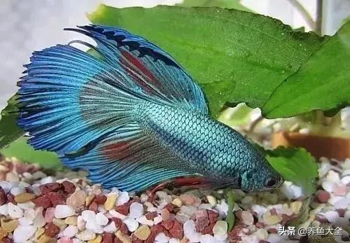 热带观赏鱼病了放什么药,热带观赏鱼最耐养不易死的鱼