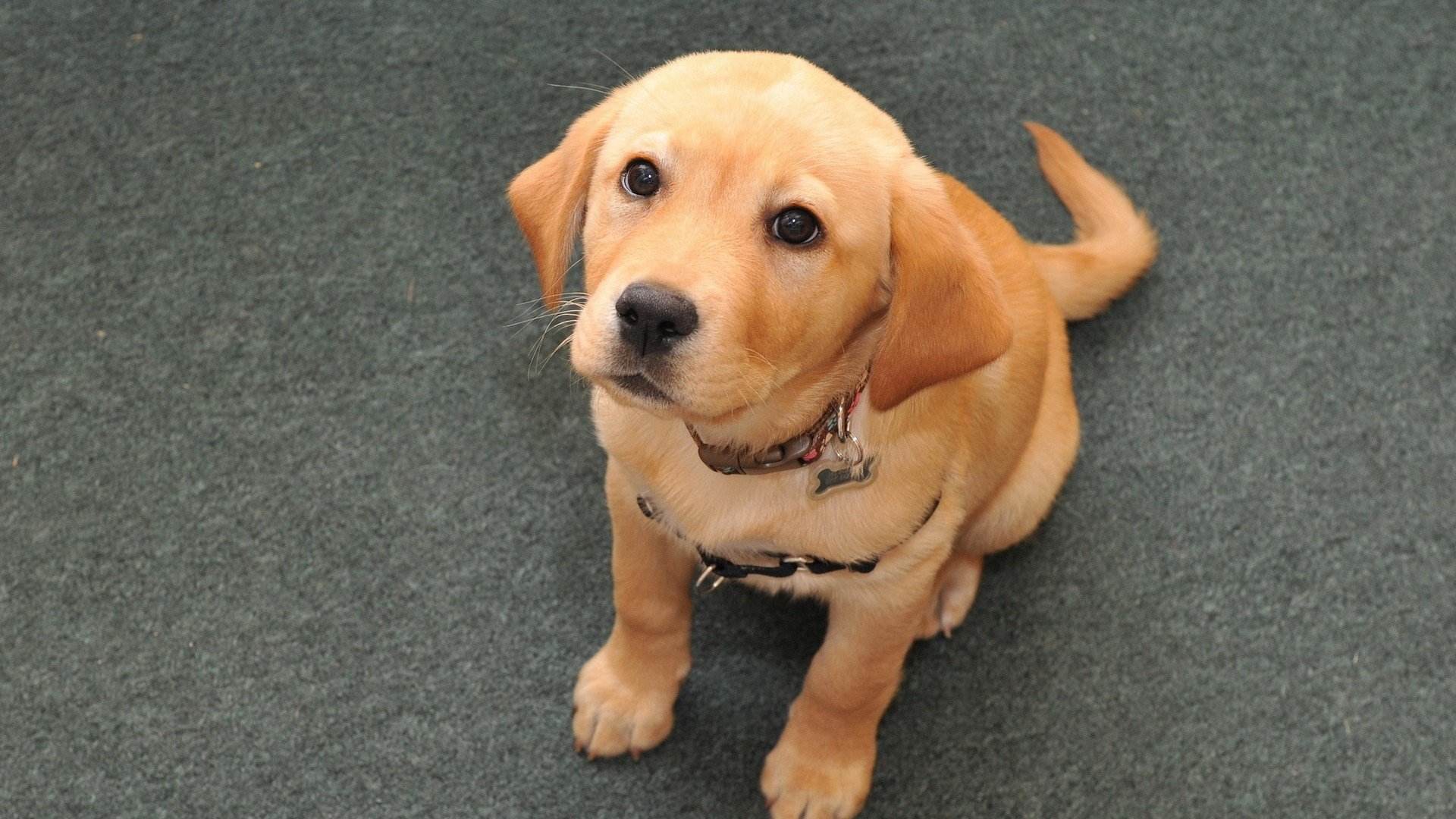 狗狗在别人家随地大小便,狗狗随地大小便怎么办金毛