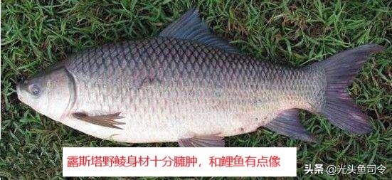 鲮鱼是土鲮吗,土鲮和泰鲮麦鲮鱼的区别