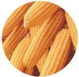 适合积温2300种植的玉米高产品种,2023年种什么品种的玉米好