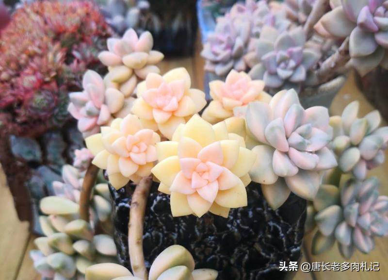 多肉美杏锦能叶插吗,多肉美杏锦叶插会活吗