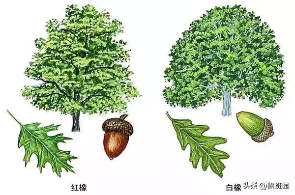 橡木种类大全及图片,史上最专业橡木介绍快来收藏吧