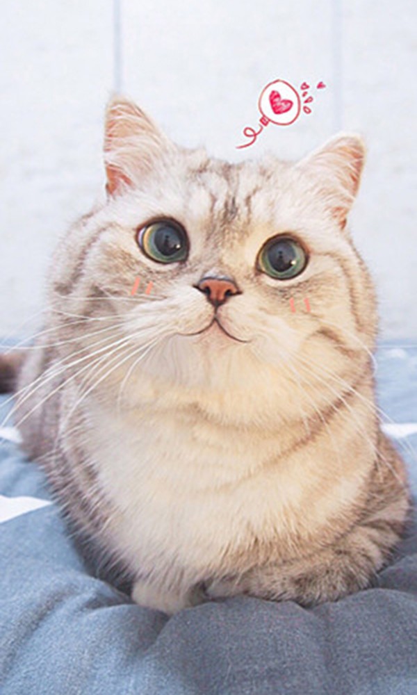 养猫你必须知道的知识,养猫老司机才知道的猫咪冷知识