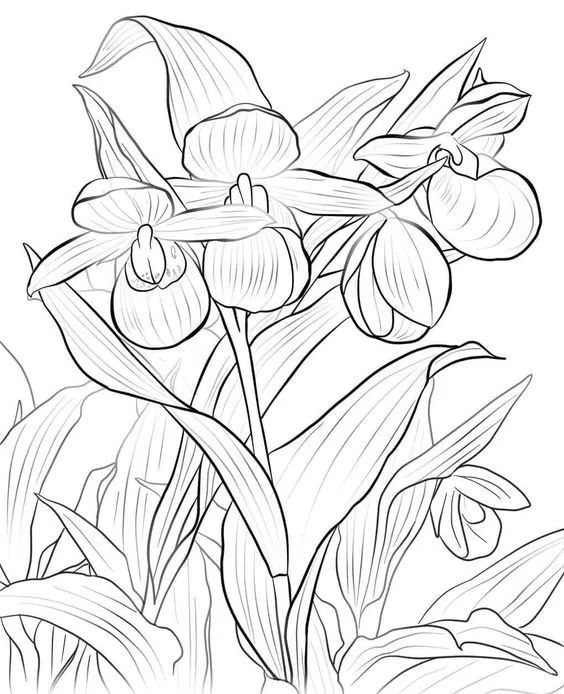 画画入门教程干货博主,基础入门画画必知