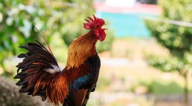 鸡为什么要鸣叫？可惜太少人知道了，值得一看