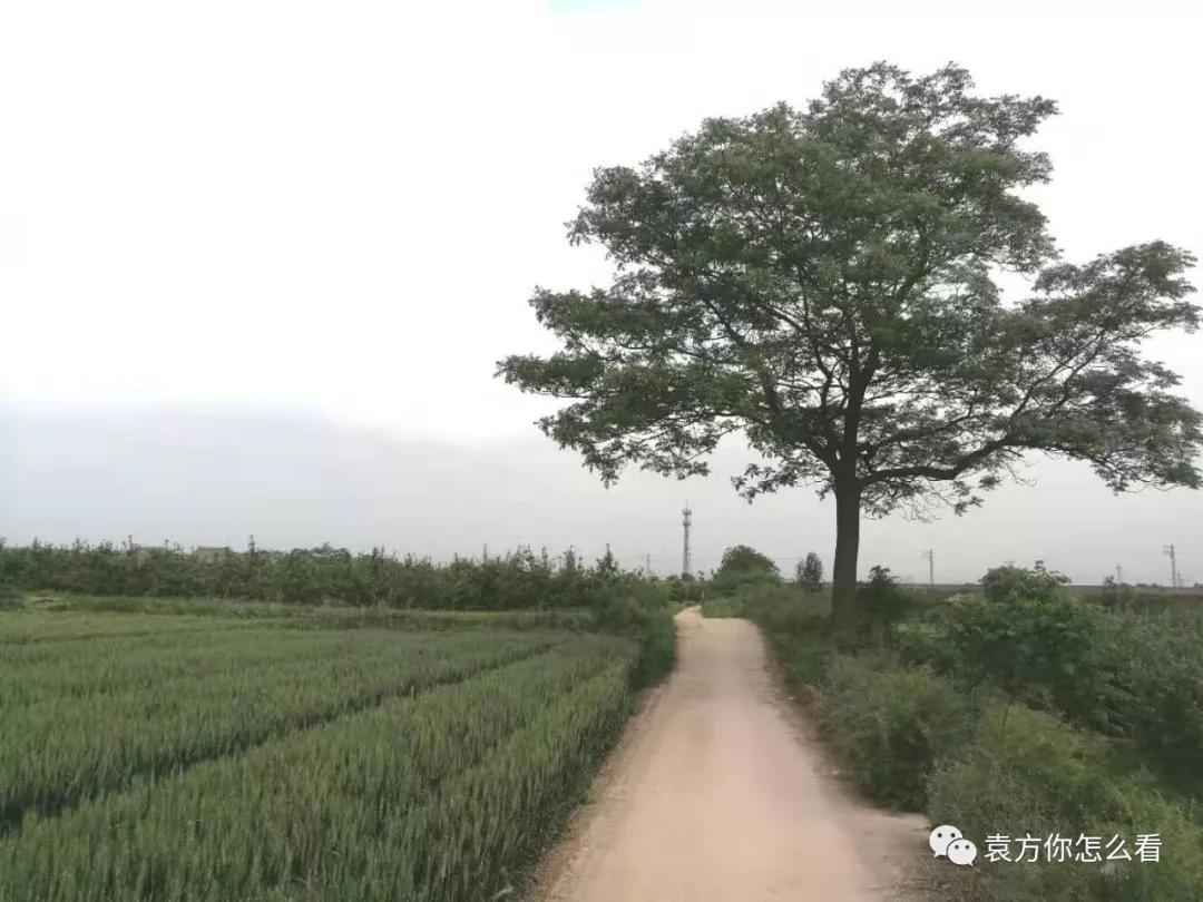 兴平杨村·故乡在唢呐声中渐行渐远